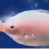 Marissafish🐠 - @marissafishthefirst - TikTok