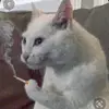 marissa - @marissamackey0 - TikTok