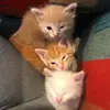 Marissa Mackey - @marissafosterskittens - TikTok