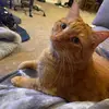 marissamattadeen - @marissared_ - TikTok