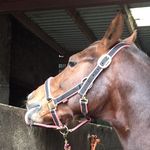Marissa Sinclair - @poppy_the_bay_pony_ - Instagram