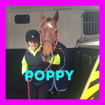 Marissa Sinclair - @poppy_the_selfie_pony - Instagram