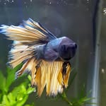 marisa talbot - @fortheloveofpets0171 - Instagram