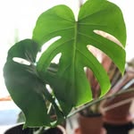 Marit Anderson - @rooted.theplanttruck - Instagram