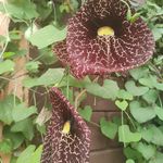 Maritza Heredia - @maritza.heredia2 - Instagram