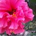 Maritza Howell - Facebook