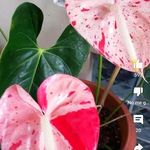 Maritza Montaño - @maritza.montano.735 - Instagram