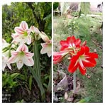 Maritza Mujica - Facebook