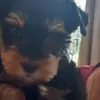 Buksie - @maritzaputter - TikTok