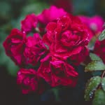 Marium javed - @mariumjaved98 - Instagram