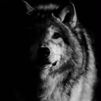 Marius Coman - Facebook