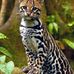 Marius Dragan - Facebook