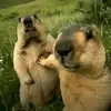 mariusprince_ - @mariusprince_ - TikTok