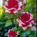 Mariya Syed - Facebook