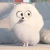 Mariya.Wolf - @mariya.wolf - TikTok