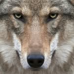 Wolf_Maria - @_mariya_wolf - Instagram