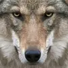 Wolf_Mariya - @wolf_mariya - TikTok