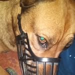 Mariyah Williams - @dog.lover4552 - Instagram