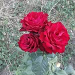 marjan - @marjan_darabi52 - Instagram