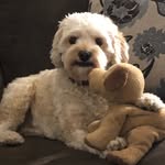 Charlie🐶 - @charlie_marji_brown - Instagram