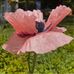 Marji Young - Facebook
