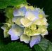 Marjorie Aristide - Facebook