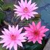 Marjorie Cabrera - Facebook