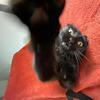 Marjorie - @marjo_cat - TikTok