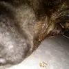 Marjorie Cook - @marjorie.cook4 - TikTok