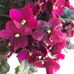 Marjorie Corey - Facebook