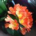 Marjorie Holder - Facebook