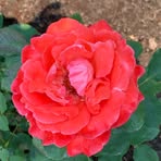 Marjorie Jeter - Facebook