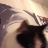 marjoriekellogg91 - @marjoriekellogg91 - TikTok
