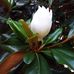 Marjorie Kidd - Facebook