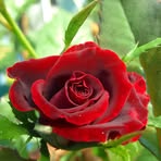 Marjorie Koone - Facebook