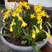 Marjorie Lamb - Facebook