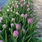 Marge Laster - @marjorielaster - Instagram