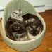 Marjorie Laughlin - Facebook