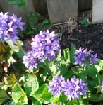 Marjorie Millard - Facebook