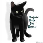 Marjorie Nash Cat Rescue - @marjorienashcatrescue - Instagram