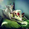 Marge Oakley - @marge.oakley - TikTok