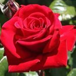 Marjorie Pratt - @mp.greendale - Instagram