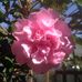 Marjorie Rowe - Facebook