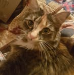 Marjorie Shields - Facebook