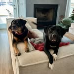 Blanche and Marjorie (Rie for short)🐾🐾 - @blancheandrie - Instagram
