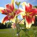 Marjorie Small - Facebook