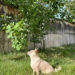 Marjorie Starr - @tank_and_chewy - Instagram