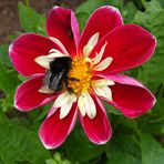 Marjorie Stoddard - Facebook