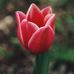 Marjorie Sumner - Facebook