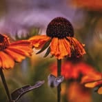 Marjorie Wehner - Facebook